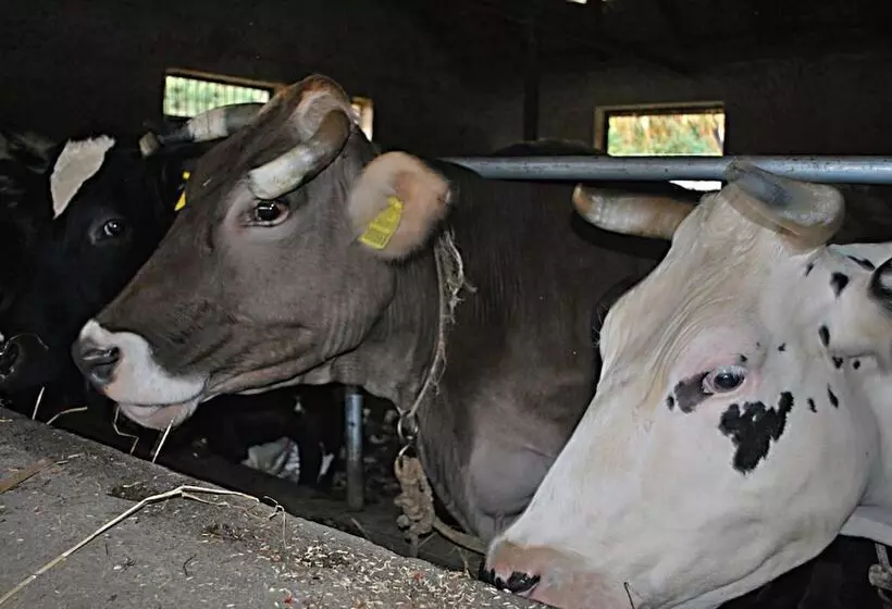 Отель Nido Verde