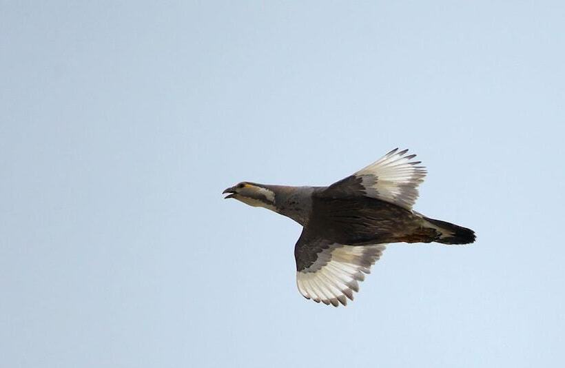 Пансион Taurus Guest House