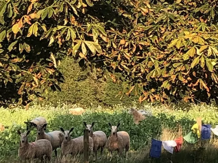 Hotelli Cosy Glamping 4m Bell Tent In Rural Herefordshire