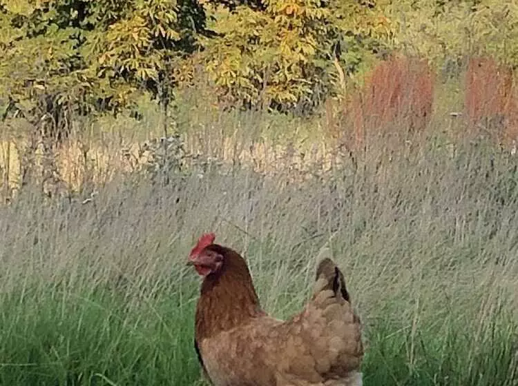 Hotelli Cosy Glamping 4m Bell Tent In Rural Herefordshire