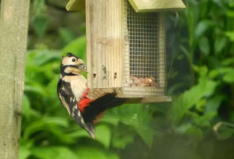 Hotelli Cosy Glamping 4m Bell Tent In Rural Herefordshire