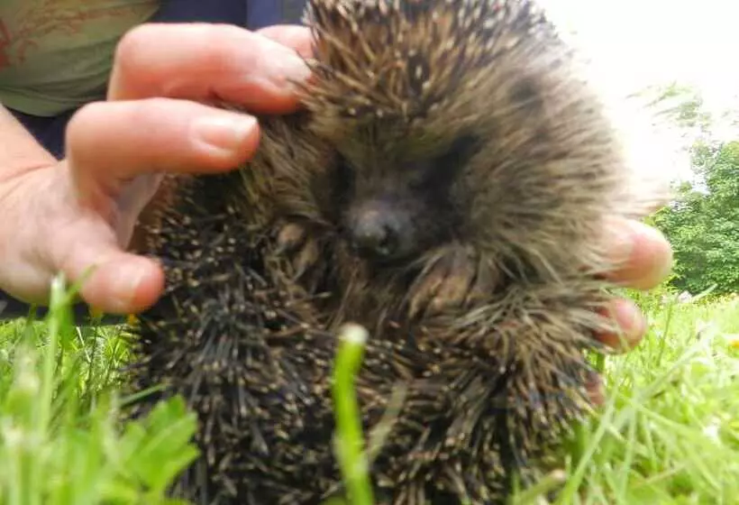 Hotelli Cosy Glamping 4m Bell Tent In Rural Herefordshire