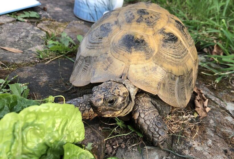 호텔 Cosy Glamping 4m Bell Tent In Rural Herefordshire