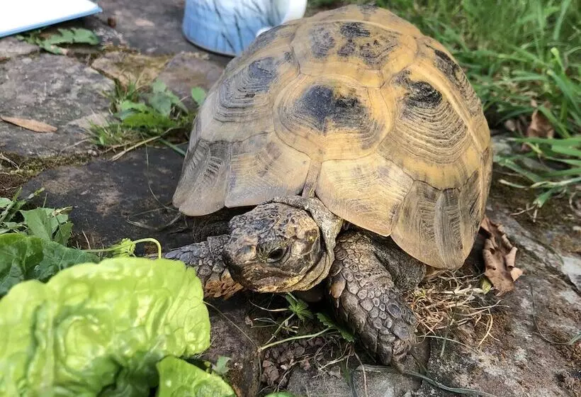 Hotelli Cosy Glamping 4m Bell Tent In Rural Herefordshire