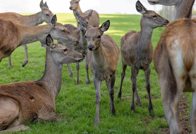 Luxury Safari Lodge Surrounded By Deer!! Roe