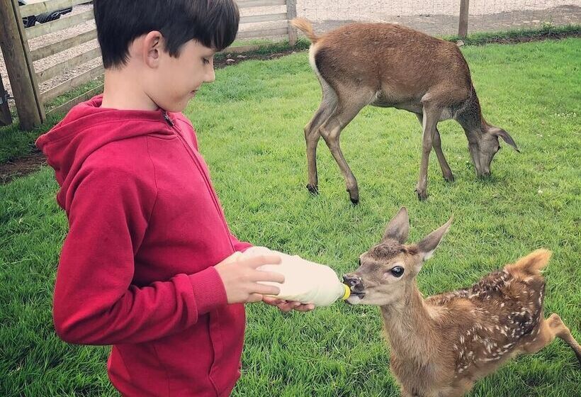 Luxury Safari Lodge Surrounded By Deer!! Roe