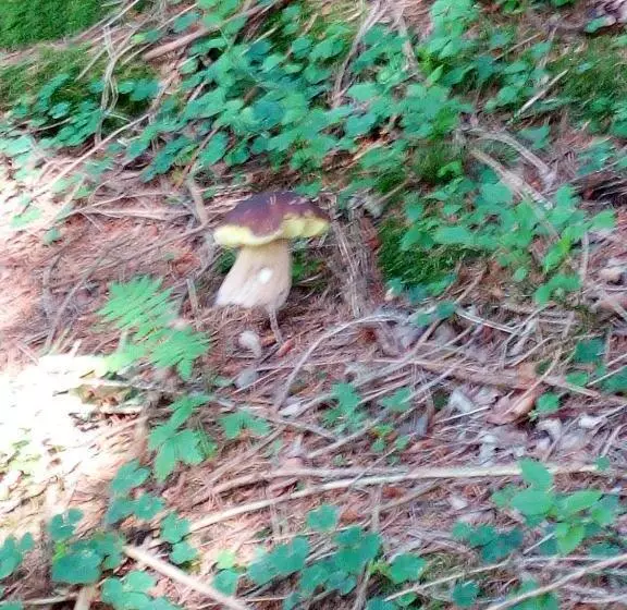 Hotelli Albergo Al Pino