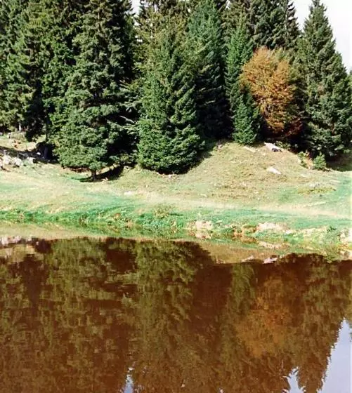 Hotelli Albergo Al Pino