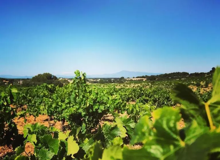 Majatalo Suite Privee Tavel   Le Mas De L Acacia