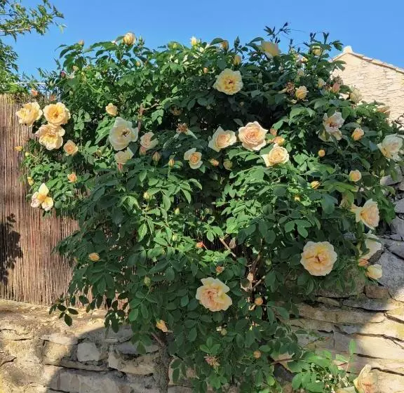 Majatalo Suite Privee Tavel   Le Mas De L Acacia