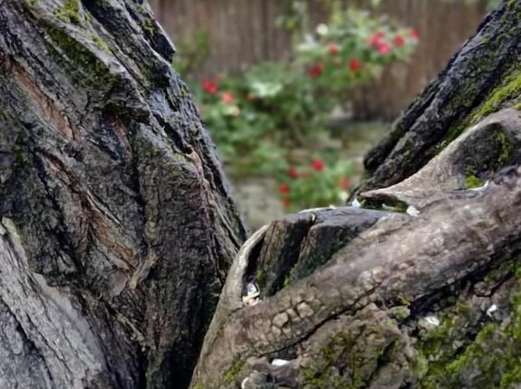 ペンション Suite Privee Tavel Le Mas De L Acacia