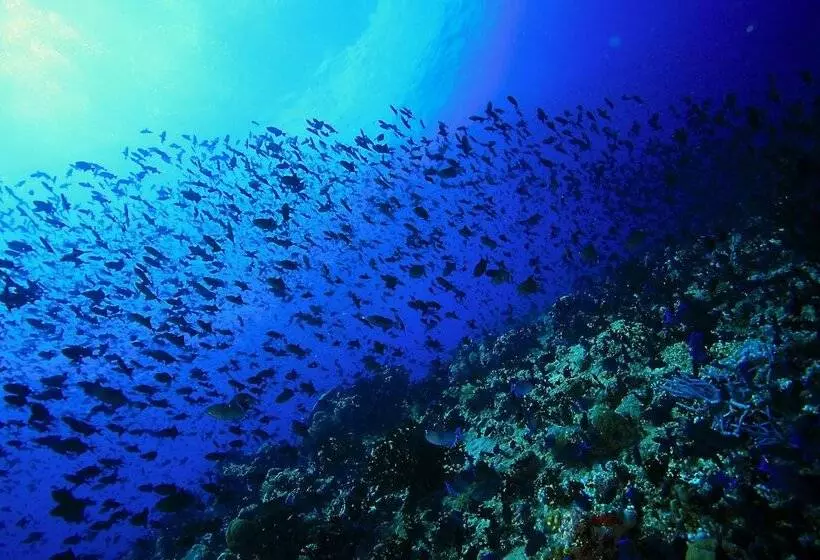 هتل Jerrys Dive Lodge