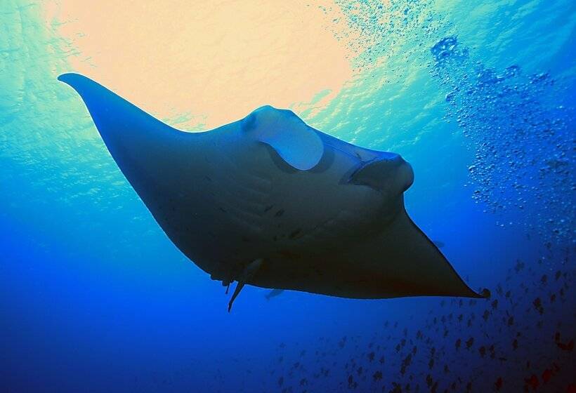 هتل Jerrys Dive Lodge