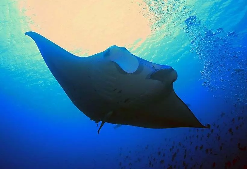 هتل Jerrys Dive Lodge