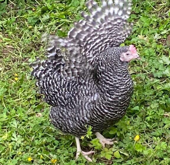 住宿加早餐  Burleigh House B And B