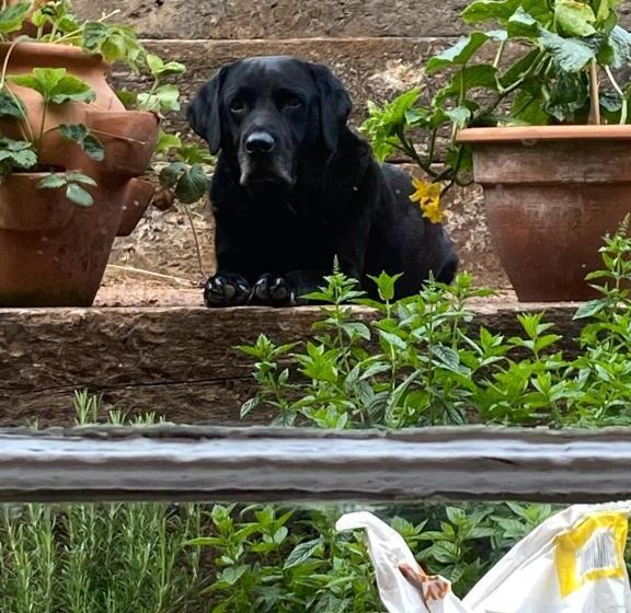 住宿加早餐  Burleigh House B And B