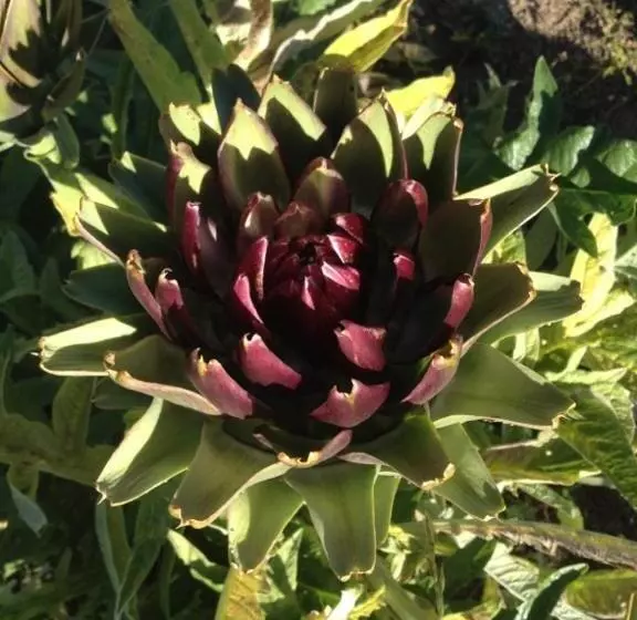 Aamiaismajoitus (B&B) Troubadour