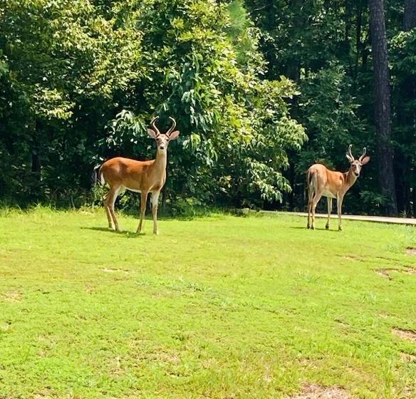 Otel Cozy King Bed Studio