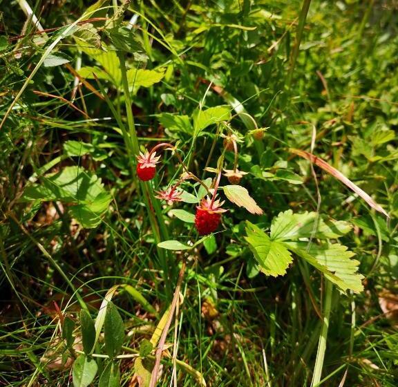 펜션 Motorest Ski čertovica