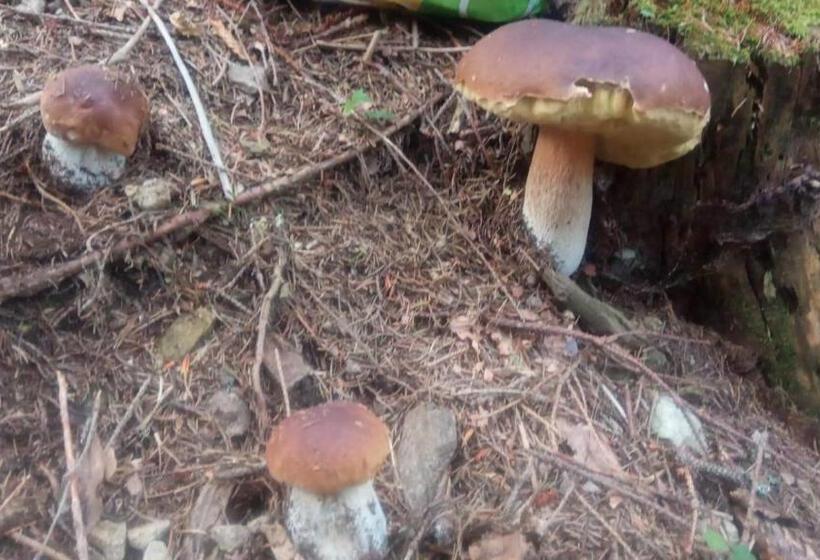 펜션 Motorest Ski čertovica