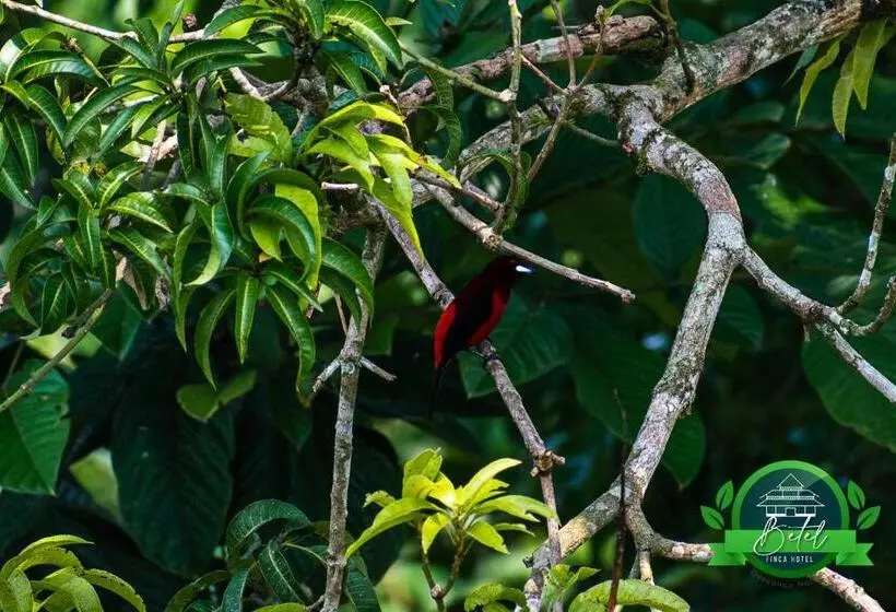Finca Hotel Betel