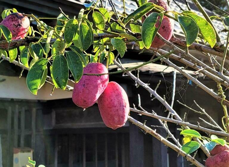 膳宿费 Kominka Art Museum Villa