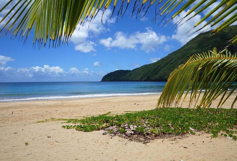 استراحتگاه Dominican Tree House Village