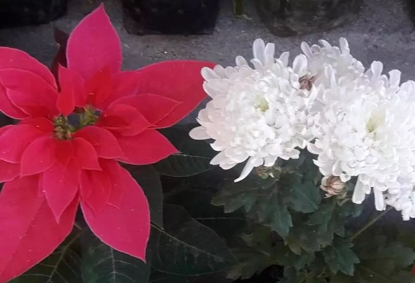 ホテル Vamoose Hornbill