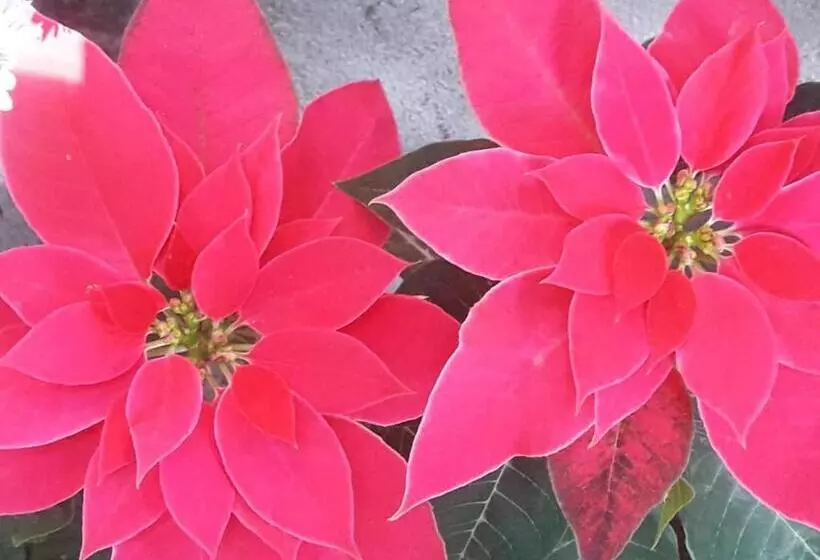 ホテル Vamoose Hornbill