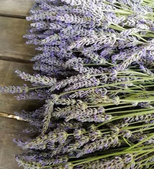 Majatalo La Bastide De Sauvetas