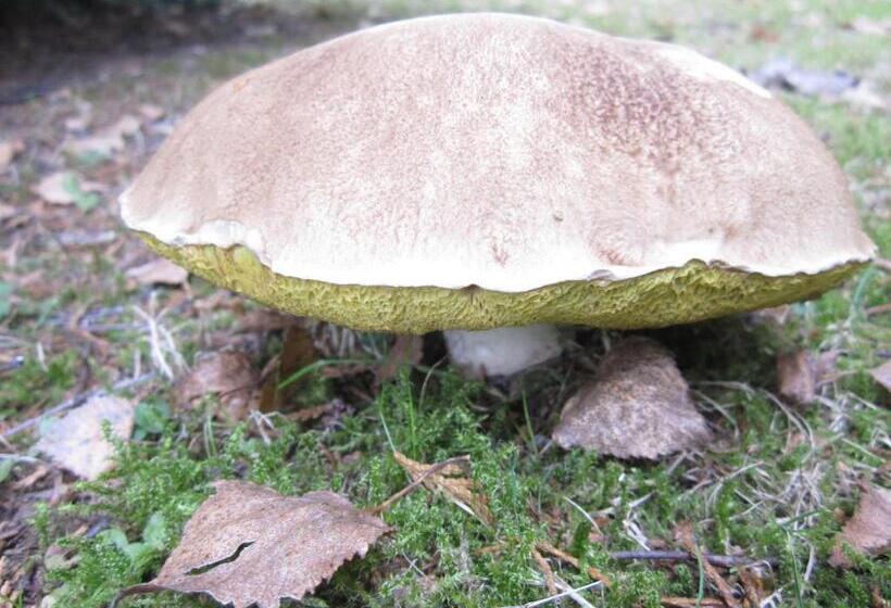 צימר La Croix Du Reh