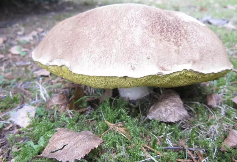 Aamiaismajoitus (B&B) La Croix Du Reh