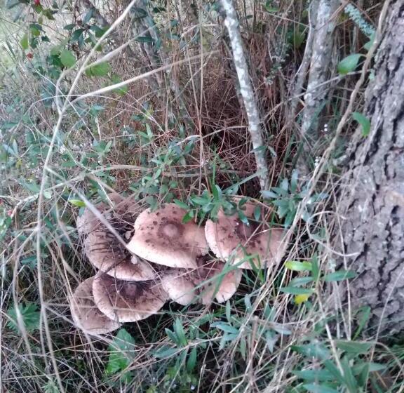 호텔 Quintinha Do Casal Ruivo