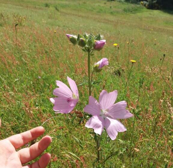 ペンション Domaine D Angel Berg