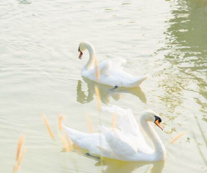 Otel Katiliya Mountain Resort And Spa