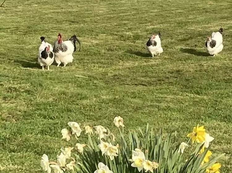 Glamping At The Homestead   Ensuite Bell Tent