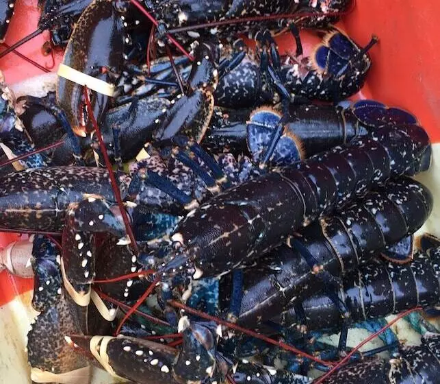 Aamiaismajoitus (B&B) The Tree Inn