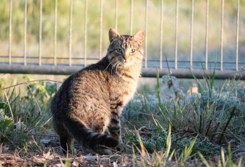 Hotel La Casa De Las Camelias