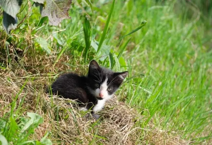 Hotelli La Casa De Las Camelias