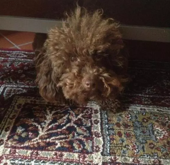 هتل Residenza Millennium