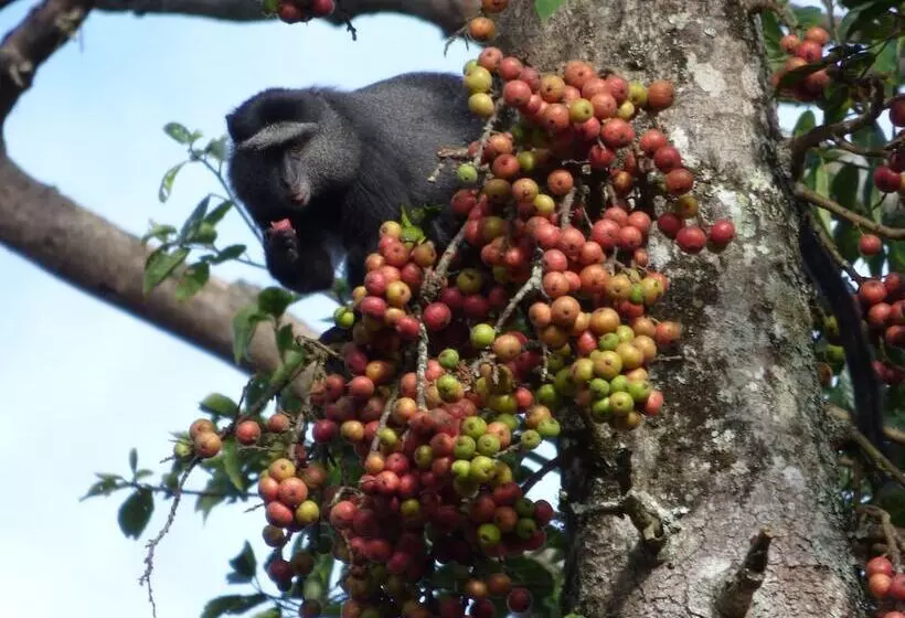 پانسیون Rondo Retreat Centre