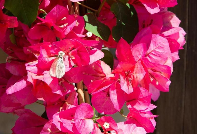 تختخواب و صبحانه Asfodelo Ristorante Di Campagna