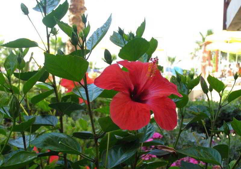 Otel Ilian Beach & Apartments