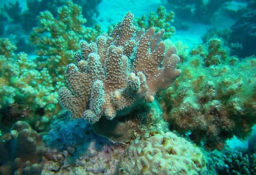 Wadi Lahmy Azur Resort - Soft All Inclusive