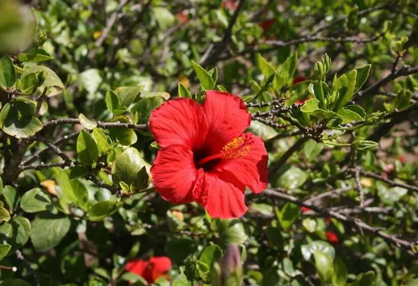 فندق Residence Punta Longa