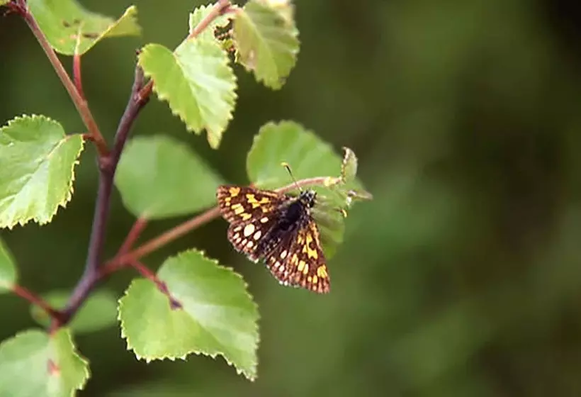 Отель The Pierhouse