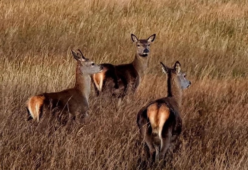 Lovely 1bed Cottage In Isle Of Mull