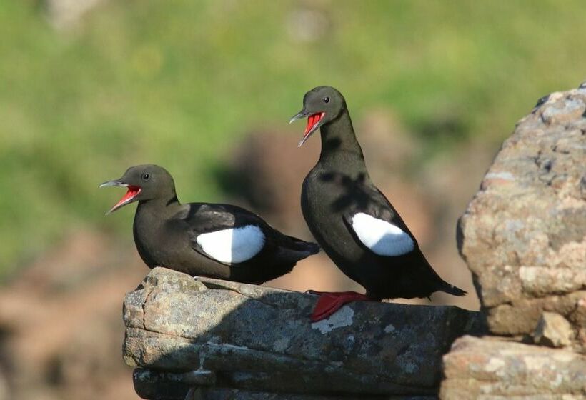 Lovely 1bed Cottage In Isle Of Mull