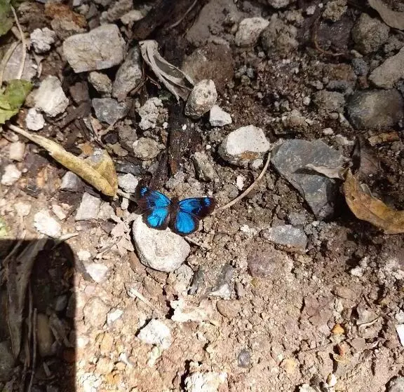 Aamiaismajoitus (B&B) Nasu Lodge