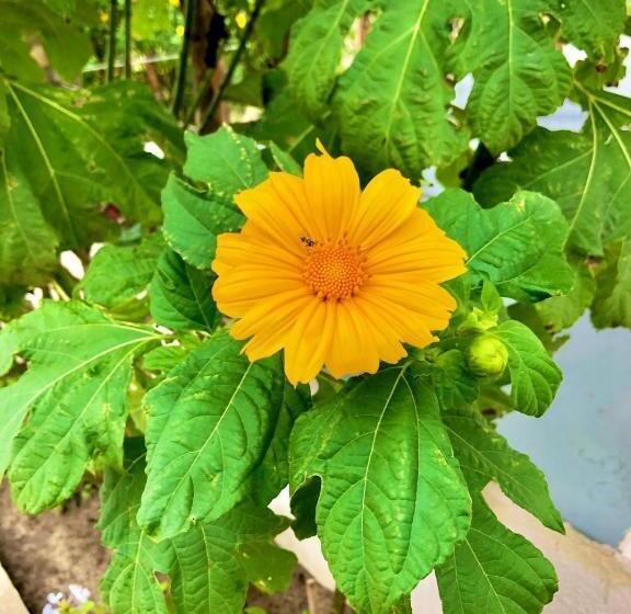 호텔 Pousada Alto Da Serra